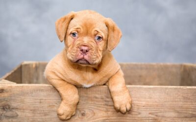 ¿Qué es la terapia asistida con perros?